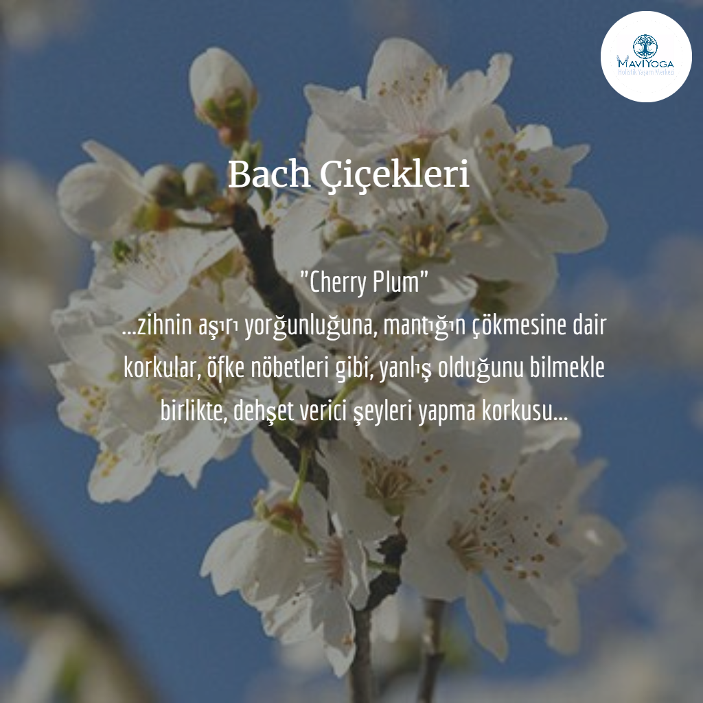 Bach �i�ekleri Bireysel Seans Mavi Yoga Bireysel Seanslar Aysun Ak�ali