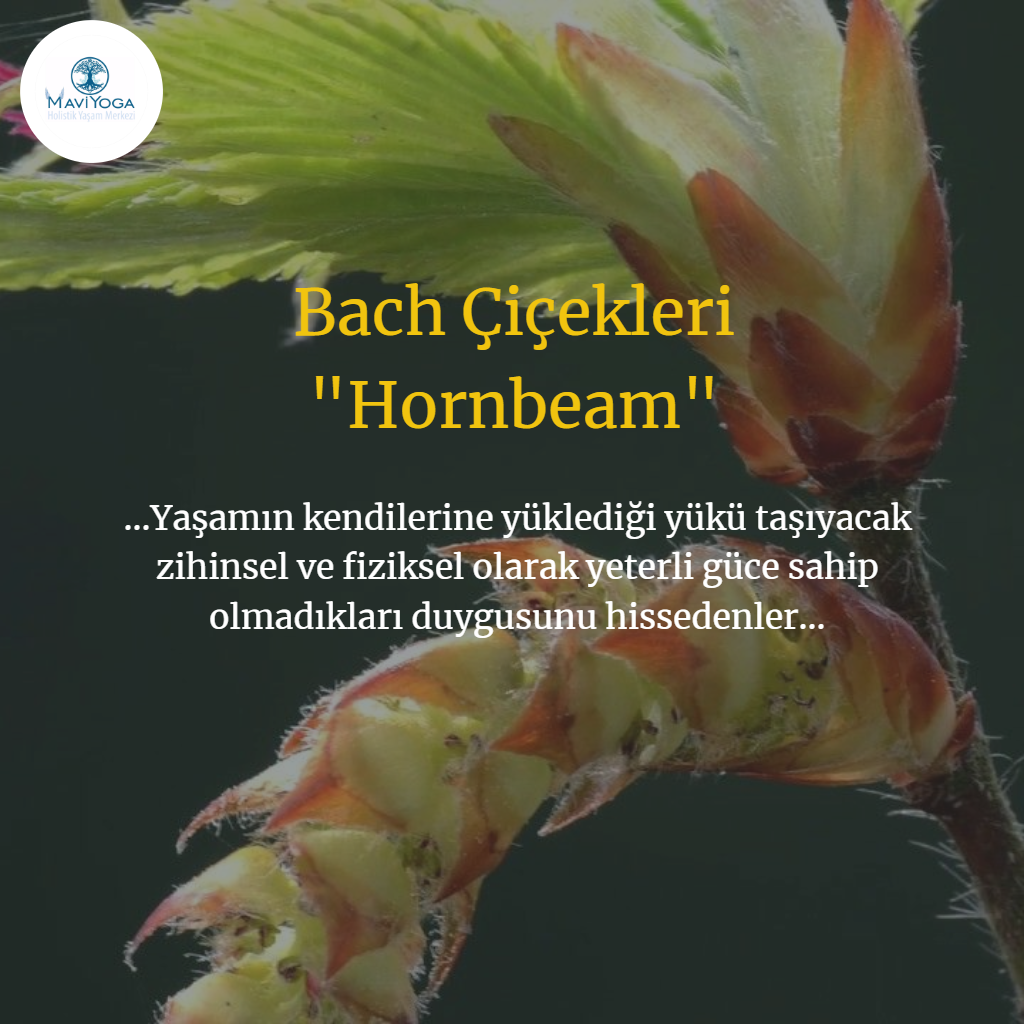 Bach �i�ekleri Bireysel Seans Mavi Yoga Bireysel Seanslar Aysun Ak�ali