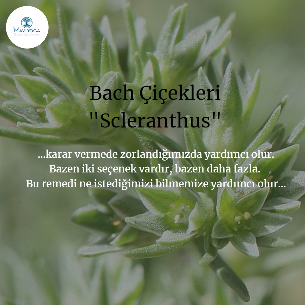 Bach �i�ekleri Bireysel Seans Mavi Yoga Bireysel Seanslar Aysun Ak�ali