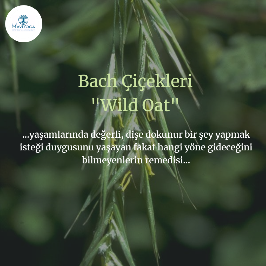 Bach �i�ekleri Bireysel Seans Mavi Yoga Bireysel Seanslar Aysun Ak�ali