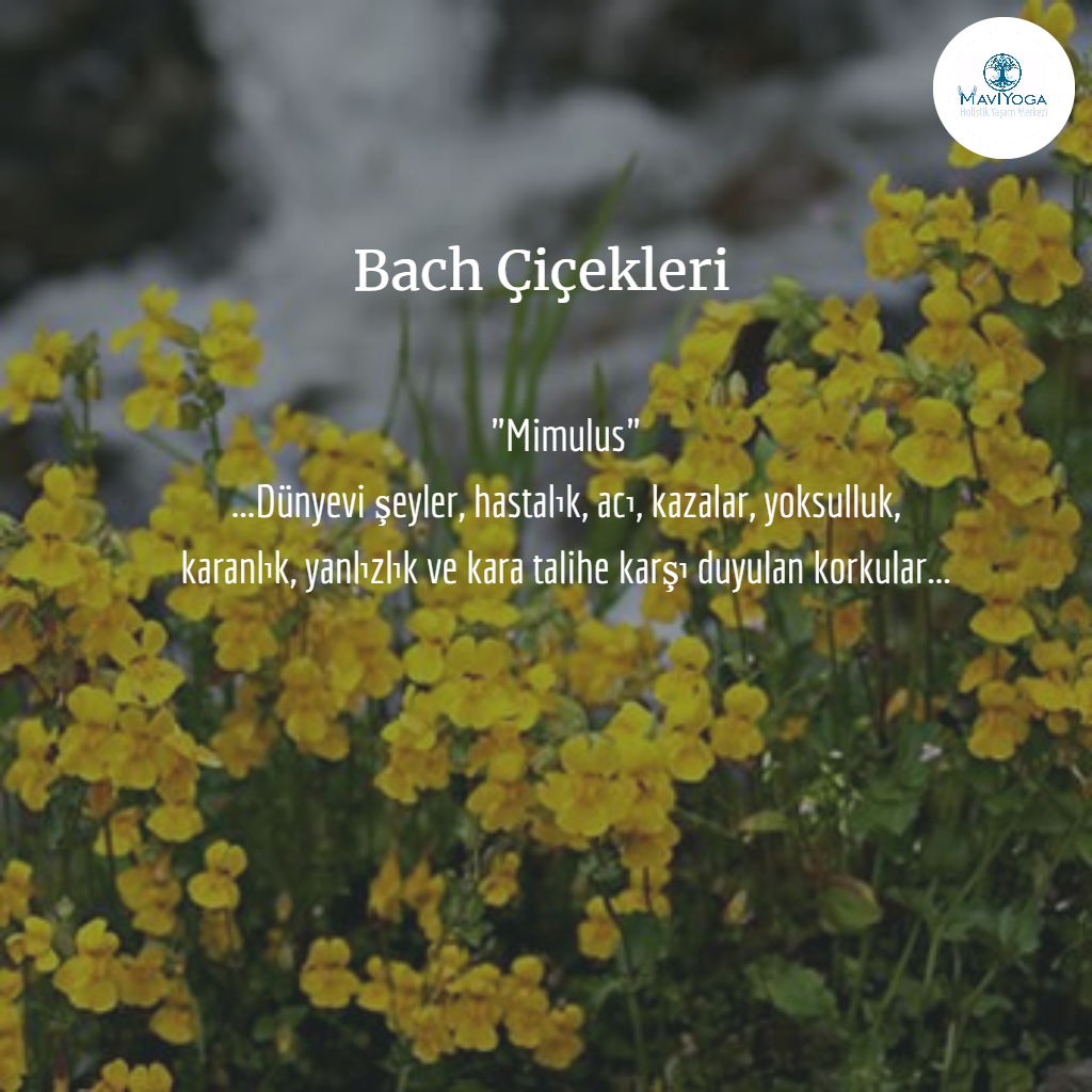 Bach �i�ekleri Bireysel Seans Mavi Yoga Bireysel Seanslar Aysun Ak�ali