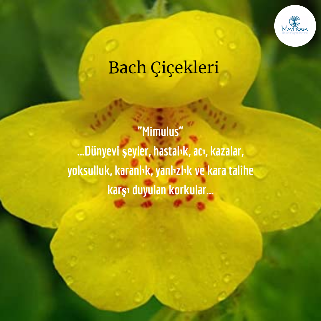 Bach �i�ekleri Bireysel Seans Mavi Yoga Bireysel Seanslar Aysun Ak�ali