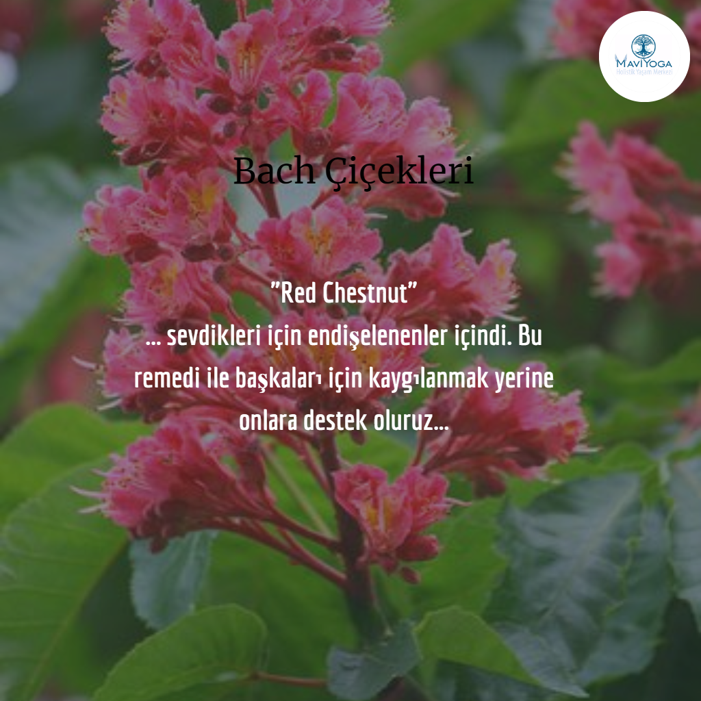 Bach �i�ekleri Bireysel Seans Mavi Yoga Bireysel Seanslar Aysun Ak�ali