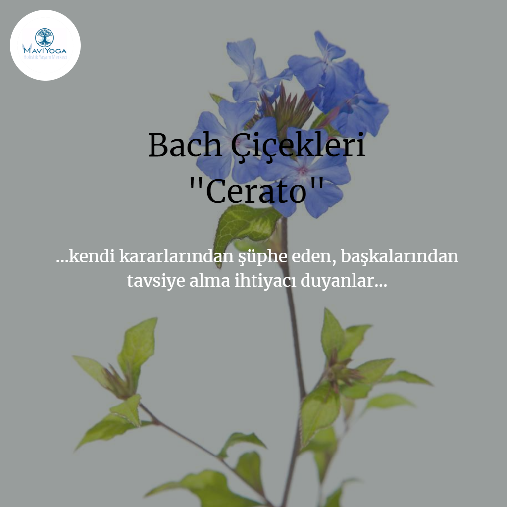 Bach �i�ekleri Bireysel Seans Mavi Yoga Bireysel Seanslar Aysun Ak�ali